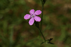 Dianthus armeria