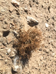 Teloschistes capensis