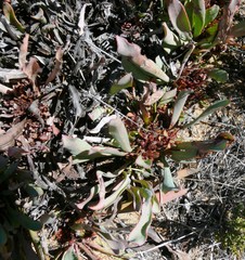 Protea laevis