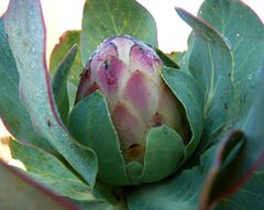 Protea grandiceps