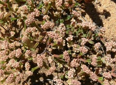 Psammotropha quadrangularis