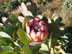 Protea grandiceps