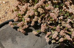 Psammotropha quadrangularis