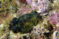 Dendrodoris temarana