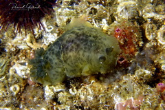 Dendrodoris temarana