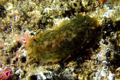 Dendrodoris temarana