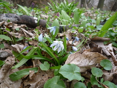 Scilla monanthos