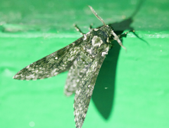 Dolbina tancrei