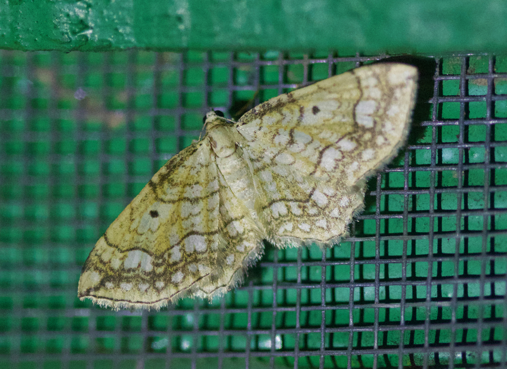 Laciniodes abiens