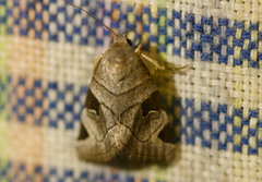 Brevipecten consanguis