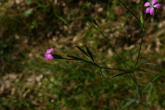 Dianthus armeria