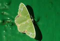 Comibaena nigromacularia