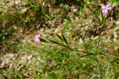 Dianthus armeria