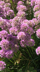 Allium thunbergii