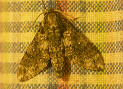 Dolbina tancrei