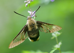 Hemaris affinis