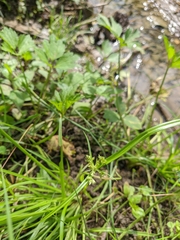 Cyperus fuscus