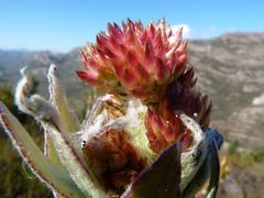 Syncarpha milleflora