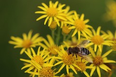 Eristalis nemorum