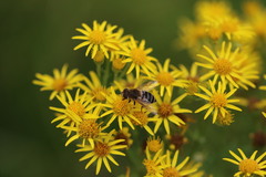Eristalis nemorum