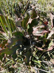 Protea scolopendriifolia