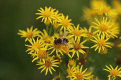 Eristalis nemorum