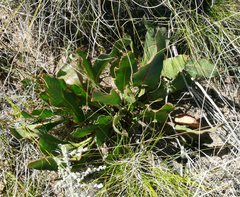 Protea scolopendriifolia