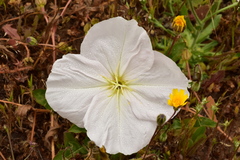 Oenothera acaulis