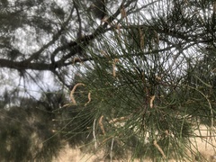 Casuarina cristata