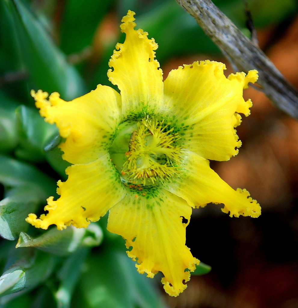 Ferraria flava, West Coast, ZA-WC, ZA
