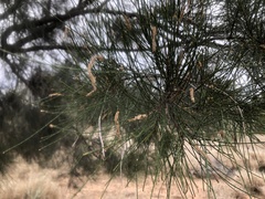 Casuarina cristata