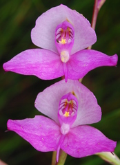 Disa racemosa