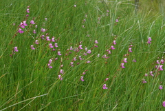 Disa racemosa