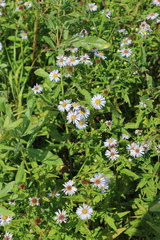 Symphyotrichum × salignum