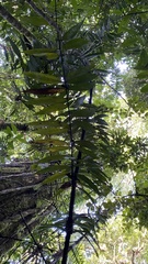 Desmoncus orthacanthos