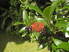Hypanartia kefersteini