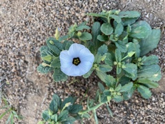 Piriqueta suborbicularis
