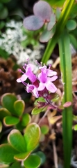 Thymus glabricaulis
