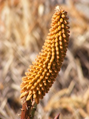Aloe petricola