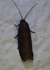 Urodus mirella
