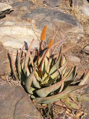 Aloe petricola