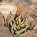 Aloe petricola - Photo no hay derechos reservados, uploaded by Andrew Deacon