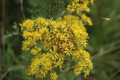 Jacobaea vulgaris