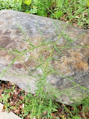 Symphyotrichum