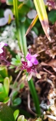 Thymus glabricaulis