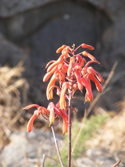 Aloe chabaudii