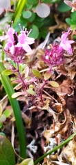 Thymus glabricaulis