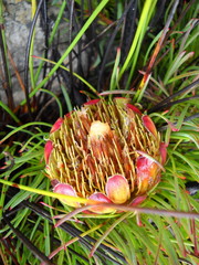Protea montana