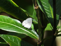 Dicya eumorpha