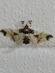 Neoleucinodes